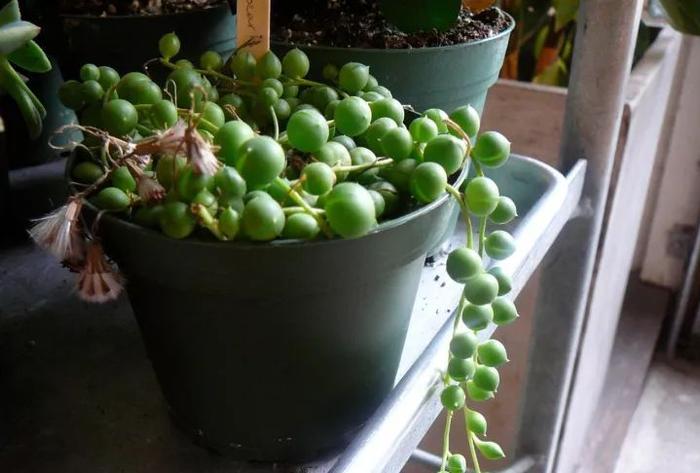 適合室內養的多肉品種_室內養品種多肉適合什么土壤_室內適合的多肉植物有