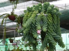 這7種多肉植物都適合養室內,顏值高,養護難度不高