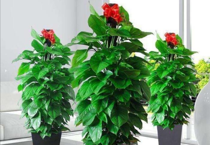 適合客廳的高大綠植_客廳綠植適合高大的盆景嗎_客廳綠植適合高大的花盆嗎