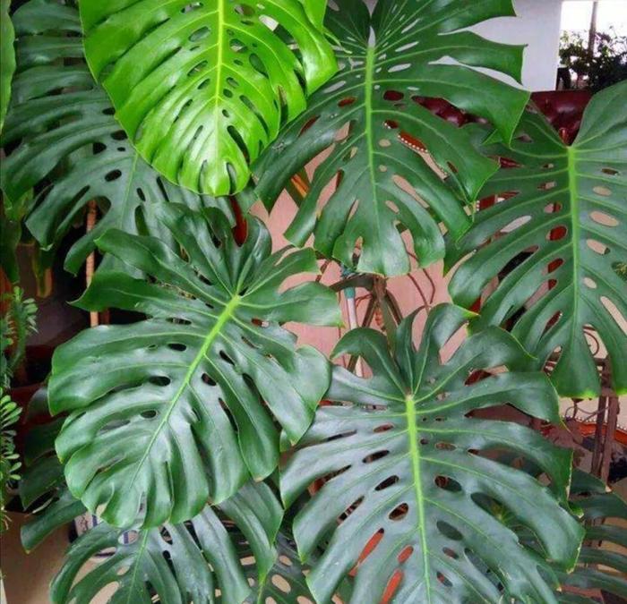 適合客廳的高大綠植_客廳綠植適合高大的花盆嗎_客廳綠植適合高大的盆景嗎