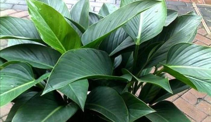 適合客廳的高大綠植_客廳綠植適合高大的花盆嗎_客廳綠植適合高大的盆景嗎