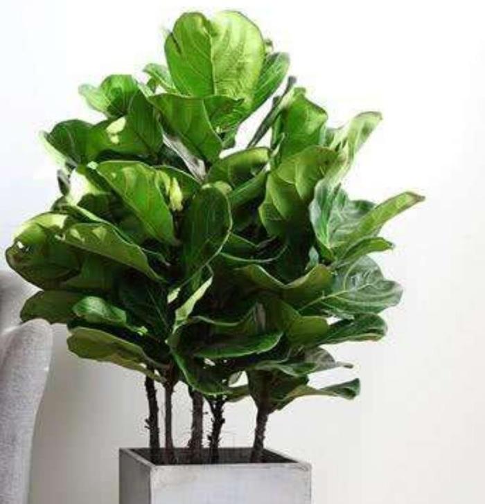 適合客廳的高大綠植_客廳綠植適合高大的花盆嗎_客廳綠植適合高大的盆景嗎