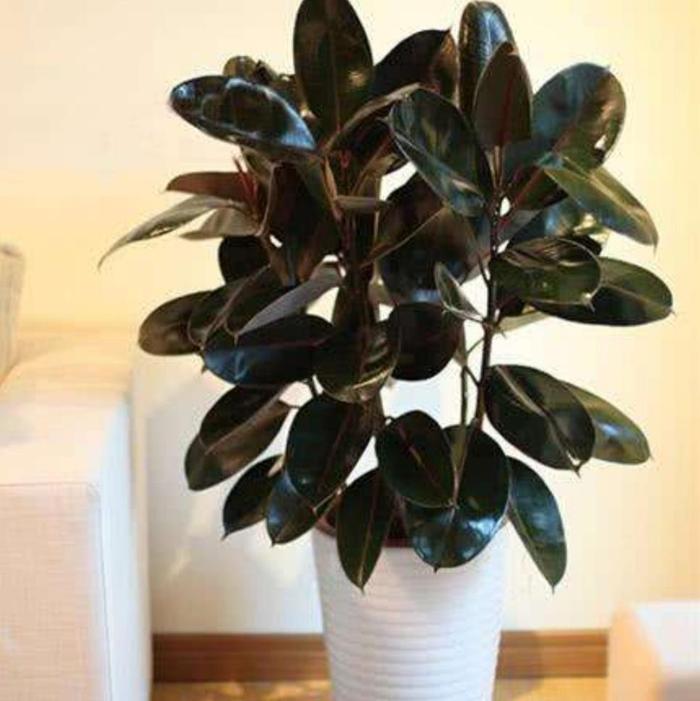 客廳綠植適合高大的盆景嗎_適合客廳的高大綠植_客廳綠植適合高大的花盆嗎