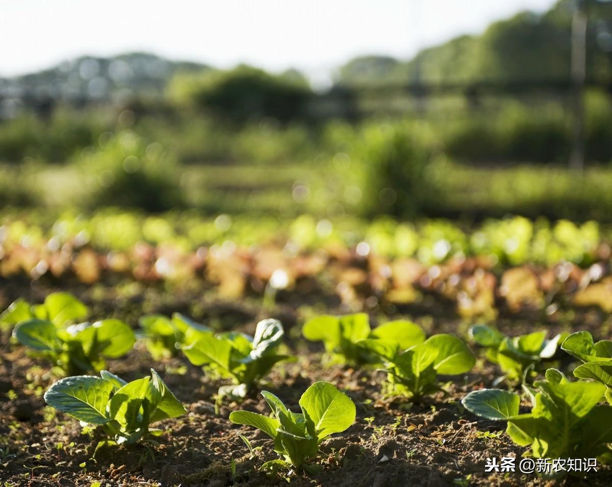 油菜種植的方法與時間_油菜種植方法和注意事項_油菜種植時間和方法