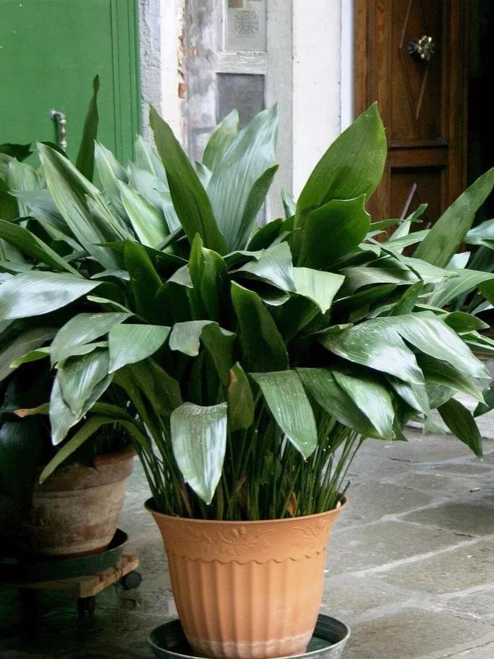 凈化空氣綠植可以放臥室嗎_凈化空氣綠植可以曬太陽嗎_哪些綠植可以凈化空氣