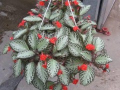 10種適合盆栽養護的耐陰植物，光線陰涼處也能長旺盛