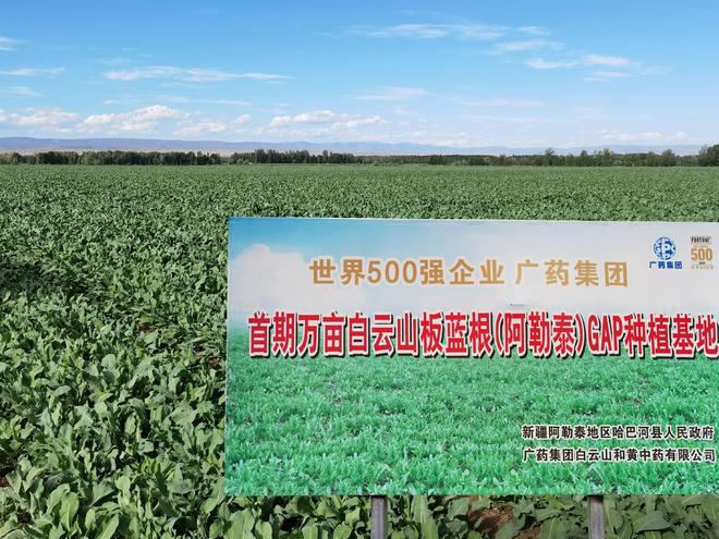 中藥保胎的作用_保胎中藥有哪些藥材_中藥藥材保胎有副作用嗎