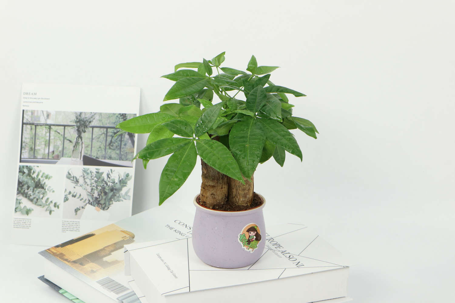 室內綠植適合放在哪里_室內綠植適合放在臥室嗎_適合放室內的綠植