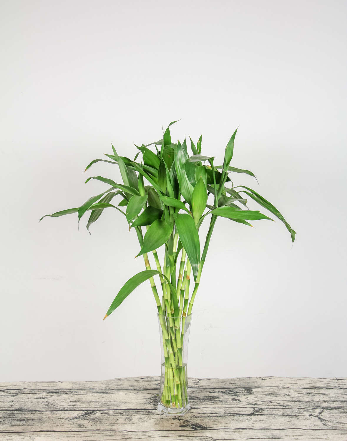 室內綠植適合放在哪里_適合放室內的綠植_室內綠植適合放在臥室嗎