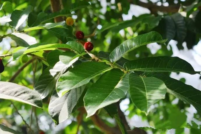 有毒無味的農(nóng)藥_無毒的農(nóng)藥_無色無味劇毒農(nóng)藥