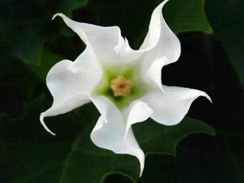 無色無味劇毒農(nóng)藥_無毒的農(nóng)藥_有毒無味的農(nóng)藥