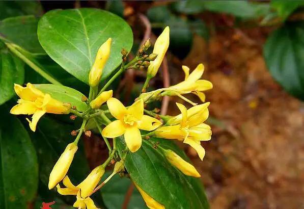 無色無味劇毒農(nóng)藥_無毒的農(nóng)藥_有毒無味的農(nóng)藥