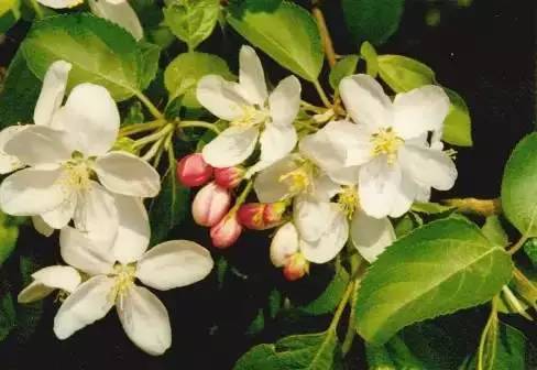 有毒無味的農(nóng)藥_無色無味劇毒農(nóng)藥_無毒的農(nóng)藥