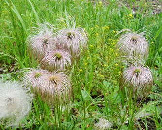 藥材功效黃柏作用與主治_藥材黃柏的功效與作用_黃柏的功效