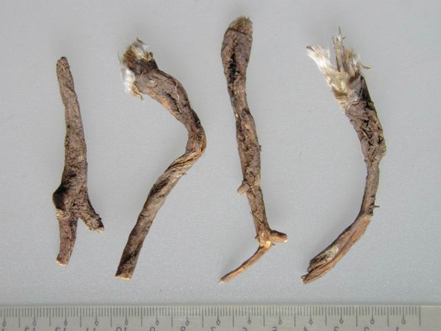 藥材黃柏的功效與作用_藥材功效黃柏作用與主治_黃柏的功效