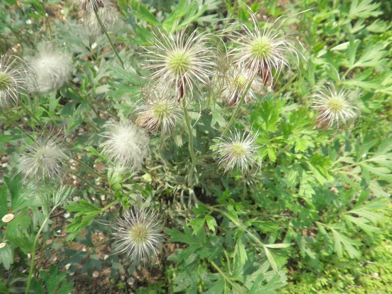 藥材黃柏的功效與作用_黃柏的功效_藥材功效黃柏作用與主治