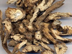 白頭翁的功效與作用及食用方法