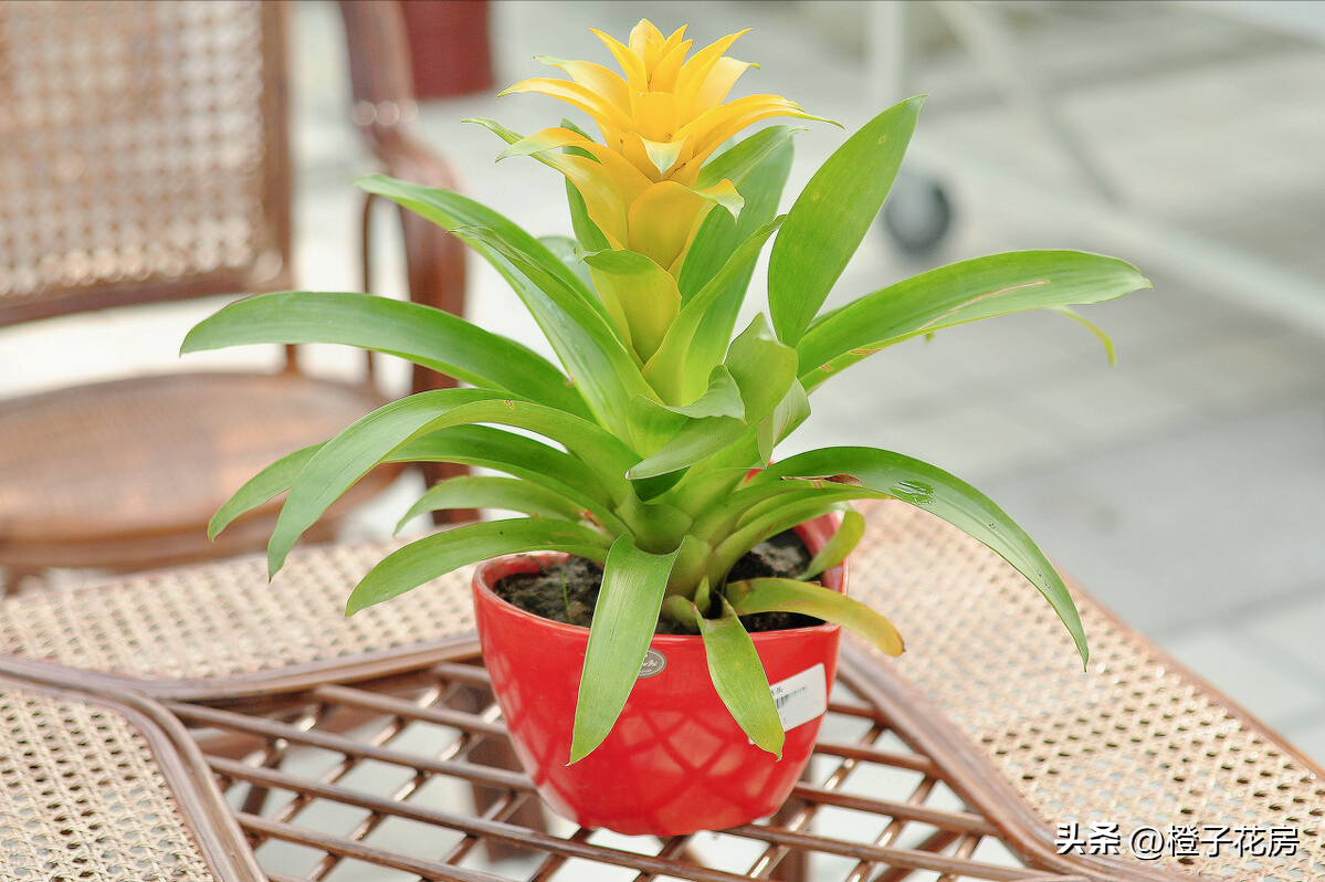 辦公室養綠植多好嗎_養活辦公室綠植好有哪些品種_辦公室好養活的綠植有哪些