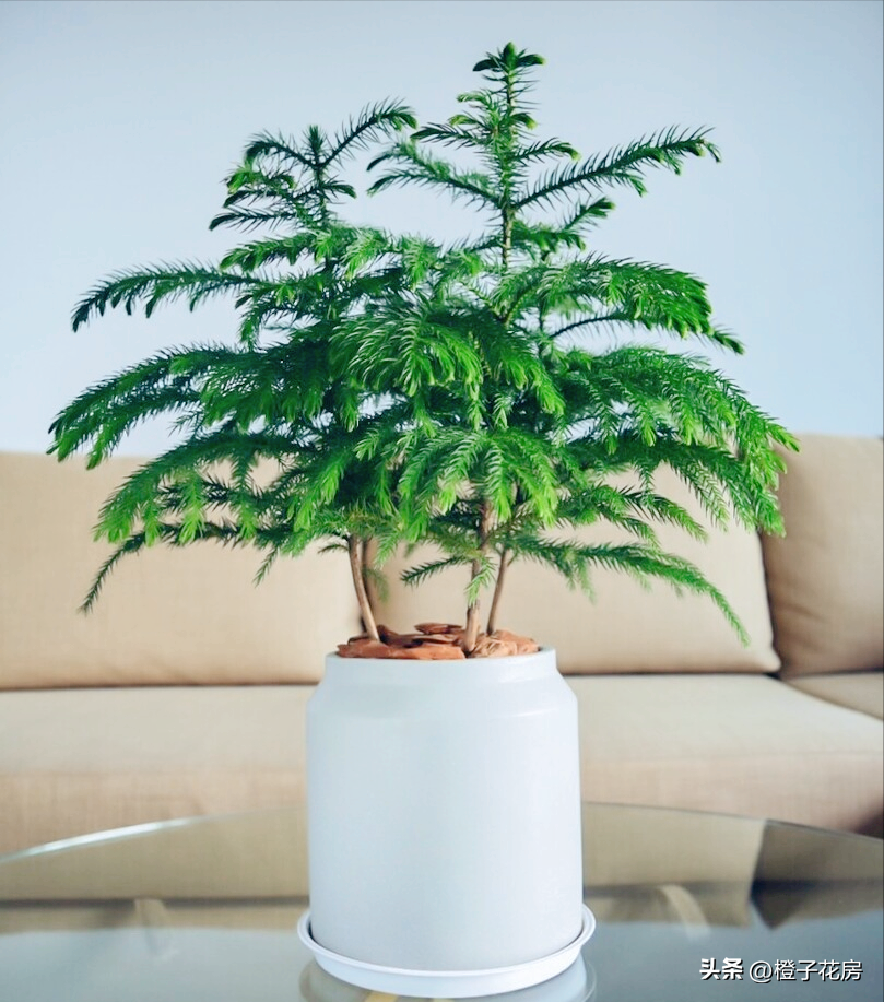 養活辦公室綠植好有哪些品種_辦公室養綠植多好嗎_辦公室好養活的綠植有哪些