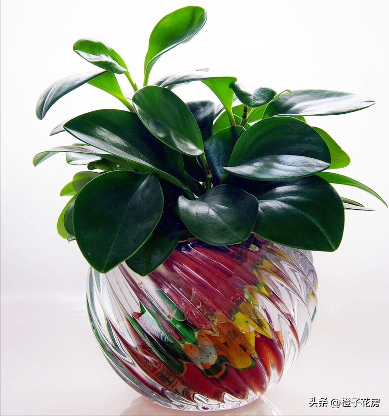 養活辦公室綠植好有哪些品種_辦公室養綠植多好嗎_辦公室好養活的綠植有哪些