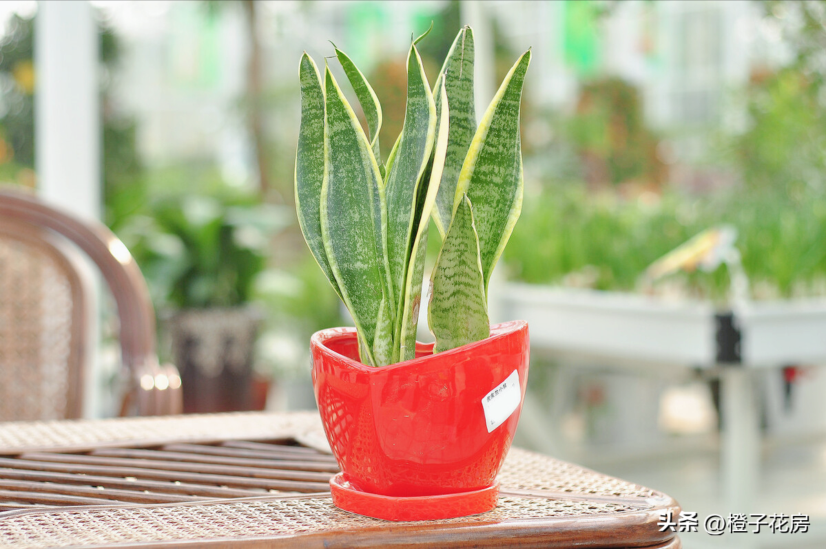 辦公室好養活的綠植有哪些_辦公室養綠植多好嗎_養活辦公室綠植好有哪些品種