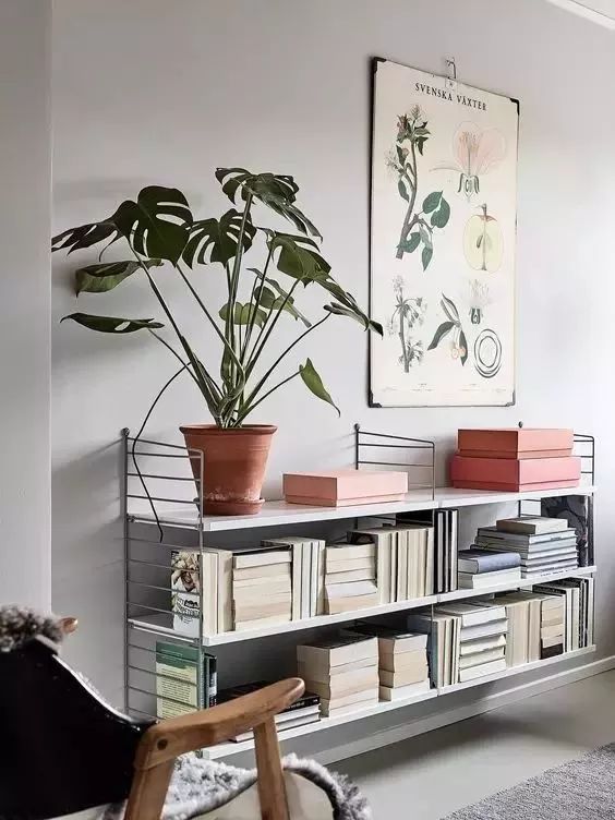 養綠植適合家里養嗎_家里適合養的綠植_家里綠植應該養什么樹