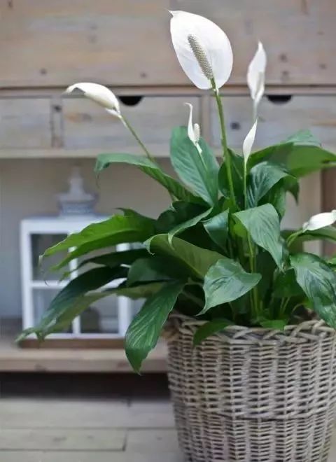 家里綠植應該養什么樹_家里適合養的綠植_養綠植適合家里養嗎