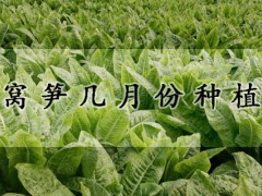 窩筍幾月份種植