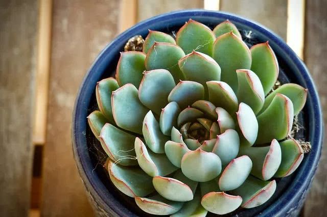 多肉植物白色蟲卵_多肉花有白色的蟲子怎么辦_多肉植物白蟲子