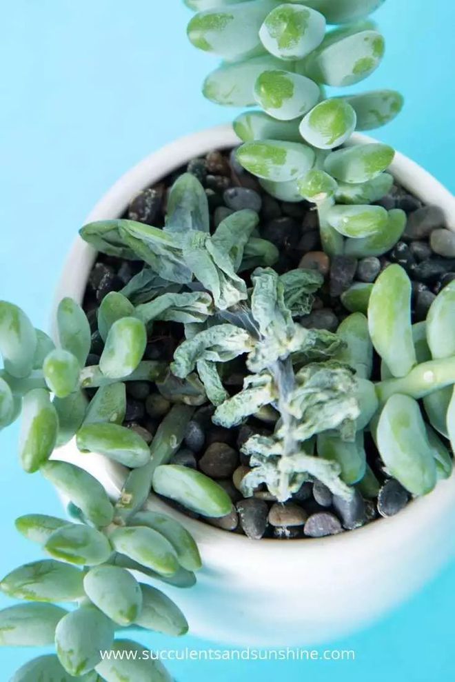 多肉植物白色蟲卵_多肉植物白蟲子_多肉花有白色的蟲子怎么辦