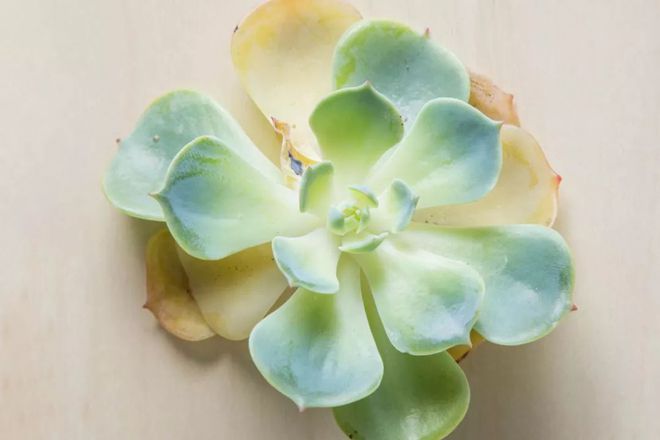 多肉植物白蟲子_多肉花有白色的蟲子怎么辦_多肉植物白色蟲卵