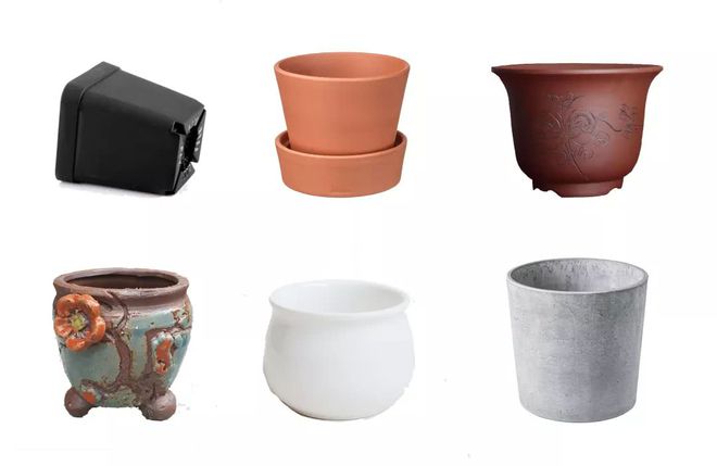 多肉植物白蟲子_多肉植物白色蟲卵_多肉花有白色的蟲子怎么辦