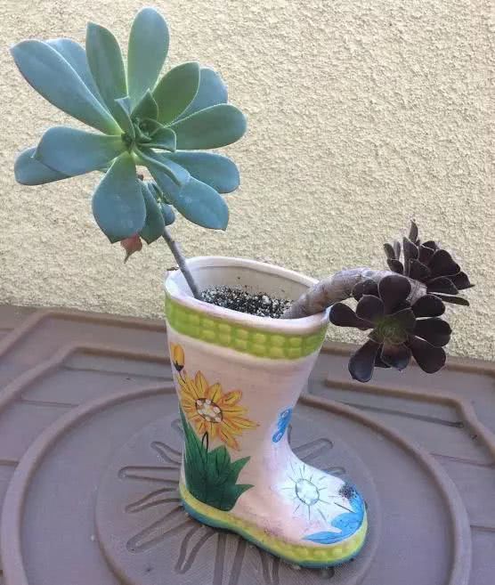 多肉植物白蟲子_多肉花有白色的蟲子怎么辦_多肉植物白色蟲卵