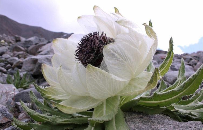 貴的藥材_藥材貴與便宜的區別_藥材貴嗎