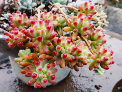 多肉養不好，瘦成“標本”，別人養的肥嘟嘟，差別到底在哪？