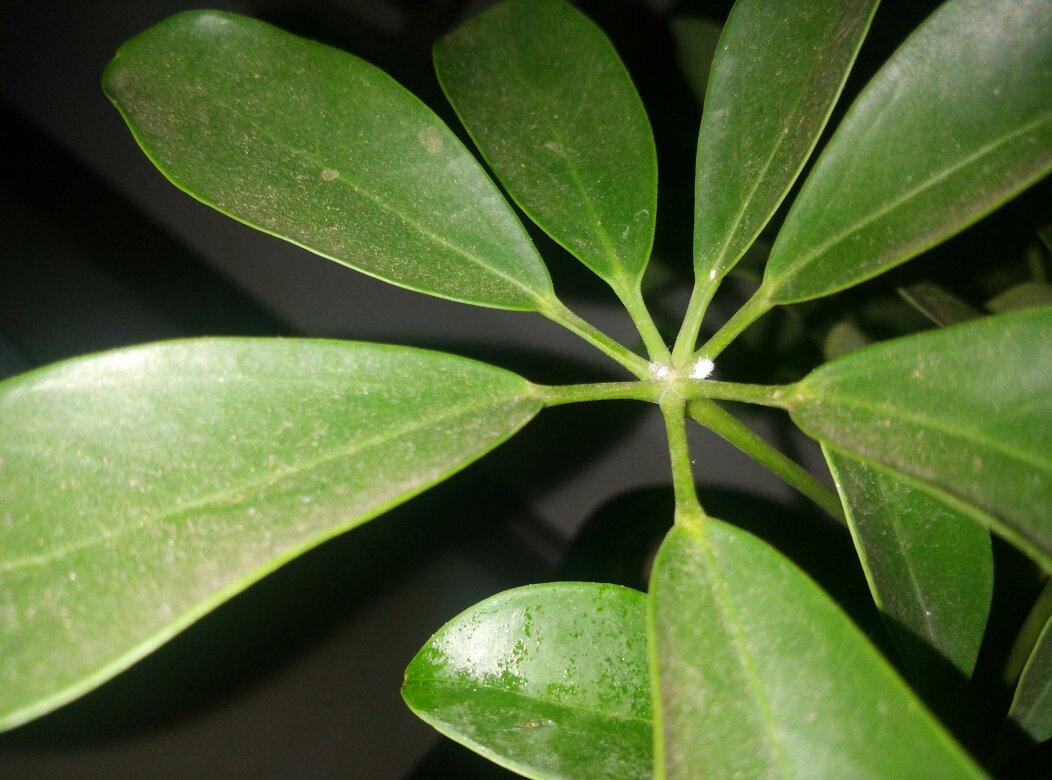 農藥氧樂果什么時候噴效果好_氧樂果農藥_農藥氧樂果中毒反應