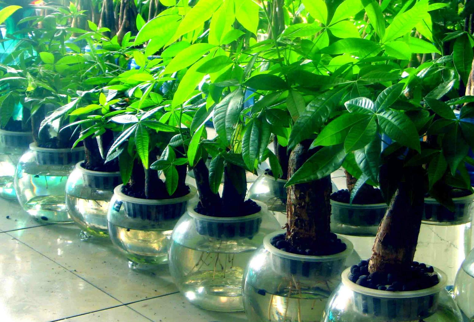 氧樂果農藥_農藥氧樂果中毒反應_農藥氧樂果什么時候噴效果好