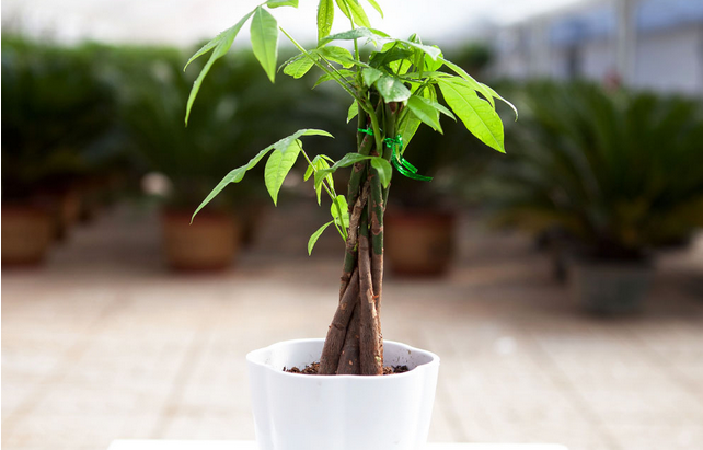 農藥氧樂果中毒反應_農藥氧樂果什么時候噴效果好_氧樂果農藥