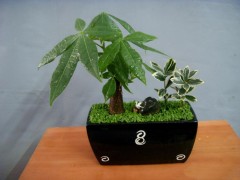 氧樂果農藥 發財樹長膩蟲了怎么辦，葉片有斑點是什么病菌？