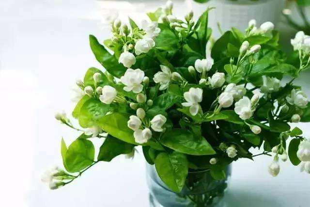 適合室內種植的大型綠植_室內種植大型綠植適合什么花盆_室內種植大型綠植適合什么土壤