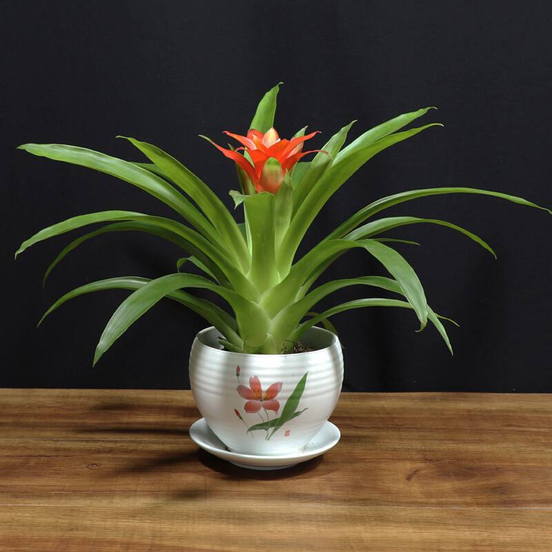 室內種植大型綠植適合什么土壤_室內種植大型綠植適合什么花盆_適合室內種植的大型綠植