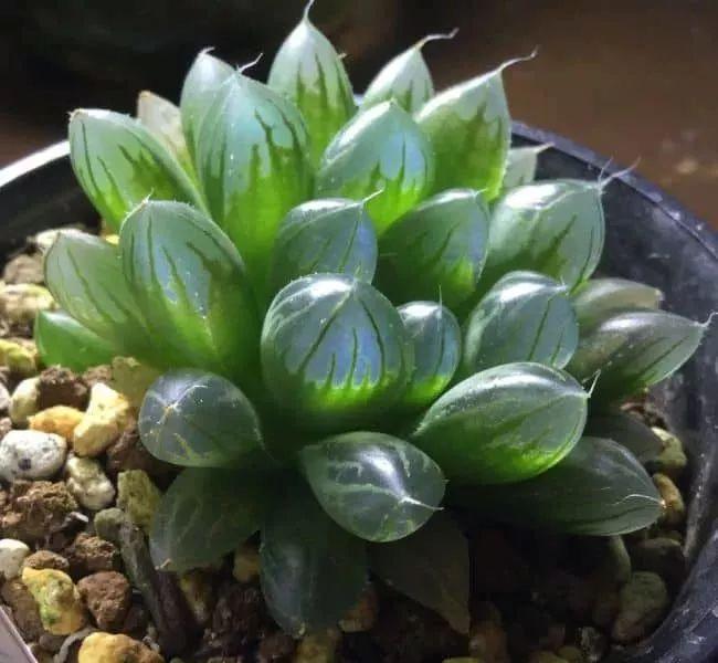 盆栽植物多肉怎么養_盆栽植物多肉植物_植物盆栽多肉