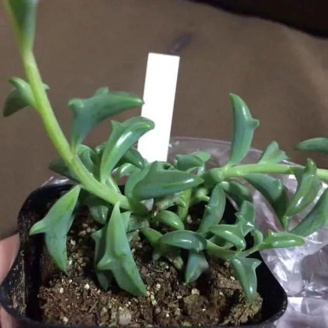 盆栽植物多肉植物_植物盆栽多肉_盆栽植物多肉怎么養