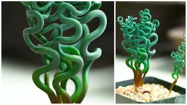 盆栽植物多肉植物_盆栽植物多肉怎么養_植物盆栽多肉