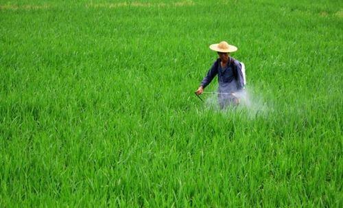 農(nóng)藥殘留最厲害的5種蔬菜_2018農(nóng)藥殘留最少十種蔬菜_蔬菜農(nóng)藥殘留排行榜