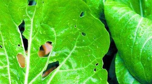 農(nóng)藥殘留最厲害的5種蔬菜_2018農(nóng)藥殘留最少十種蔬菜_蔬菜農(nóng)藥殘留排行榜