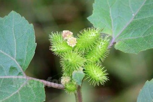 蒼耳是什么藥材_蒼耳藥用價值是什么_蒼耳是干嘛的