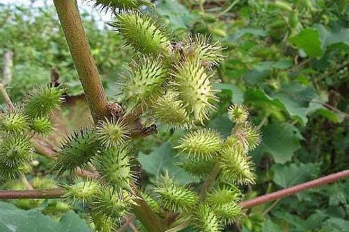 蒼耳是什么藥材_蒼耳藥用價值是什么_蒼耳是干嘛的