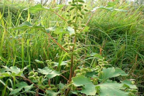 蒼耳是干嘛的_蒼耳是什么藥材_蒼耳藥用價值是什么