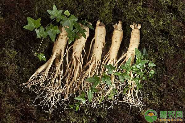 中藥種植前景如何_中藥前景種植種有哪些_中藥種植哪種最有前景